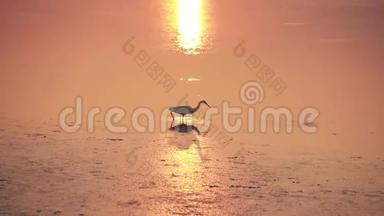 一只白鹭走在夕阳的金色水面上